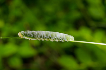 grüne Blattwespenlarve/Raupe