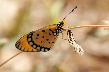 Fototapeta premium Tawny Coster butterfly and its chrysalis