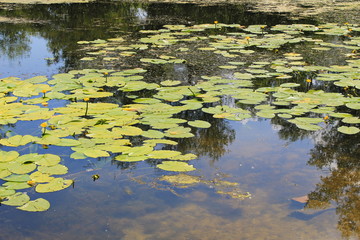 Yellow water flowers ( Nuphar Lutea ) 