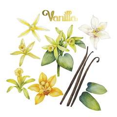 Watercolor vanilla flower