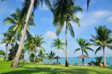Fototapeta na wymiar The Beach with Coconut Tree, Thailand beach, Phuket, Pattaya, Hua Hin, Krabi.