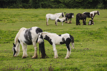 Obraz premium Group of cob horses on pasturage 