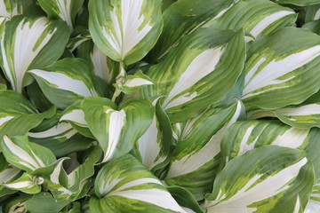 Fototapeta na wymiar Dieffenbachia - plantain lily with large, green center leaves bordered in a creamy white. Mid size hosta.