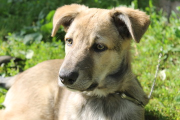 Cute dog puppy lying resting on grass in summer day, looking up