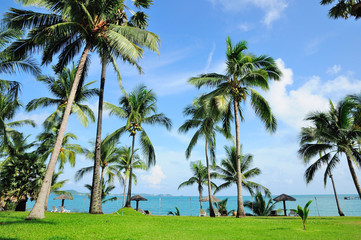 Fototapeta na wymiar The Beach with Coconut Tree, Thailand beach, Phuket, Pattaya, Hua Hin, Krabi.