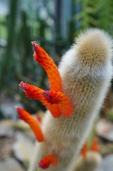 Cactus Cleistocactus Brookeae with orange spikes