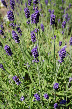 Fragrant blue stems of Hidcote Blue lavender (lavendula angustifolia)