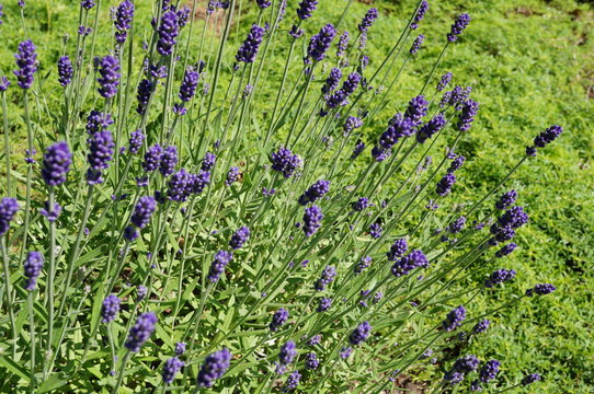 Fototapeta Fragrant blue stems of Hidcote Blue lavender (lavendula angustifolia)