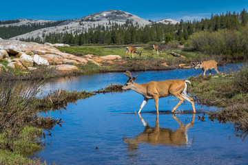 Naklejka premium Mule deer at Tuolumne Meadows, Yosemite