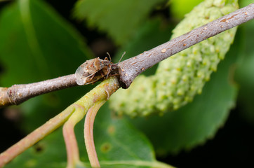 Wanzenpaarung in Birke