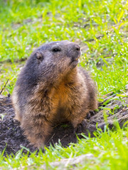 Alpine Marmot Guarding