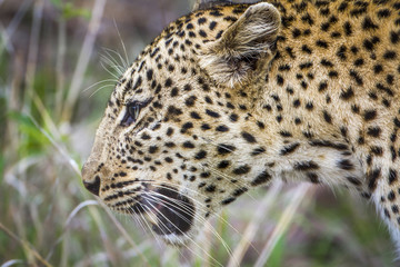 Leopard in Kruger National park, South Africa
