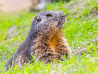 Alpine Marmot Guarding