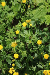 Meadow buttercup (Ranunculus acris) poisonous herbaceous plant with yellow flowers
