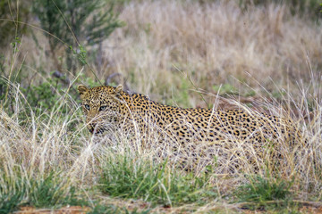 Leopard in Kruger National park, South Africa
