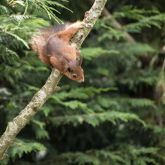 Beautiful red squirrel playing in tree trying to reach food