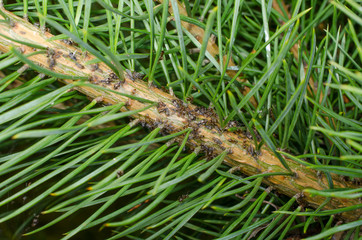 Baumläuse mit Ameisen in Nadelbaum (diagonal)