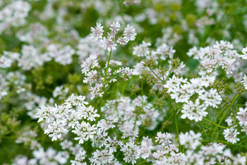 Beautiful cilantro coriander flowers blooming in the summer - obrazy, fototapety, plakaty