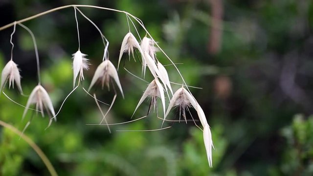 Avena sterilis (Sterile oat) wild plant in nature on a green background