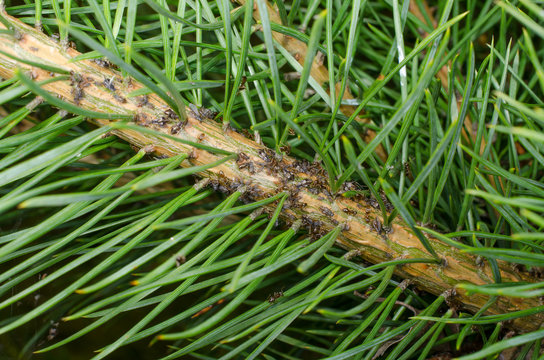 Bauml&auml;use mit Ameisen in Nadelbaum (diagonal)