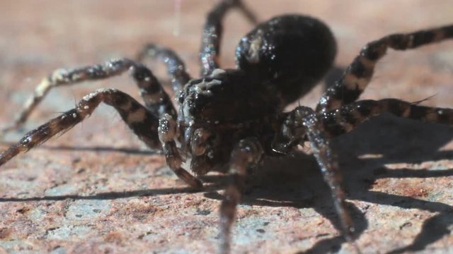 Brown Spider Moves its Legs. The spider enters the frame, stops, and moves the limbs 
