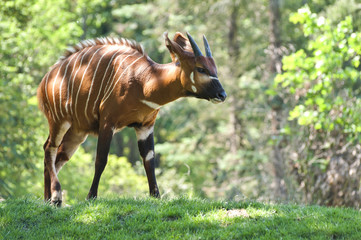 Antilope bongo in nature