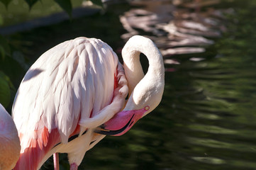 Flamingo in nature