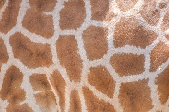 Giraffe pattern in nature