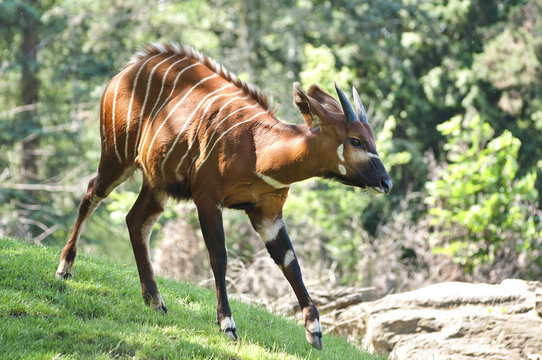 Antilope bongo in nature