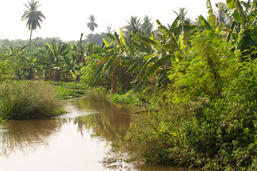 Banana plantation in Humpi city, India, Karnataka. Organic farm food production