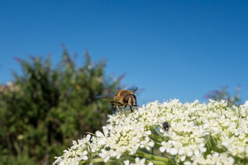 Ape posata sui fiori bianchi di achillea © vpardi
