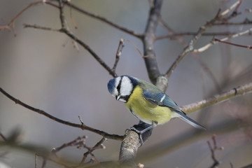 Mésange bleue pensive.