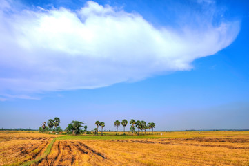 Obraz premium Rice field after harvest in Mekong Delta, An Giang, Vietnam