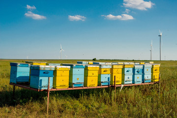 Fototapeta na wymiar beehives in the field