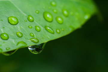 Water droplets on a green leaf