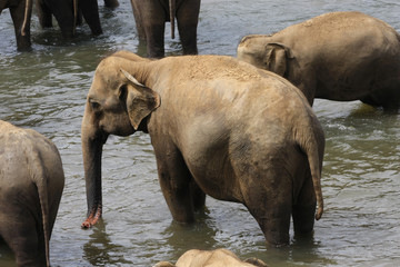 eine Herde Elefanten in Indien