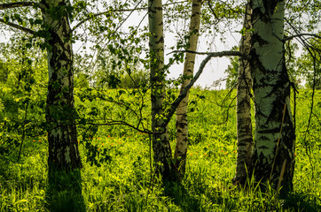 birch forest covered with green foliage .