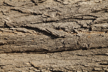 The texture of the old tree