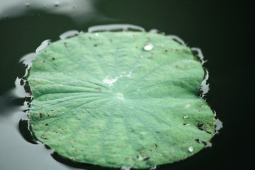 Lotus leaves