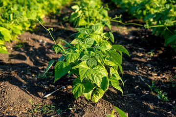 bean plants in the field