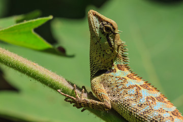 black face lizard, tree lizard on tree