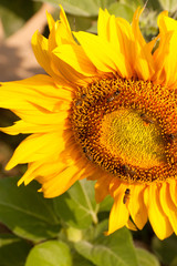 Sunflowers and working bees