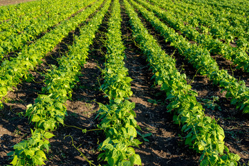 bean plants in the field