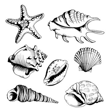 Vector set with hand drawn seashells  and starfish