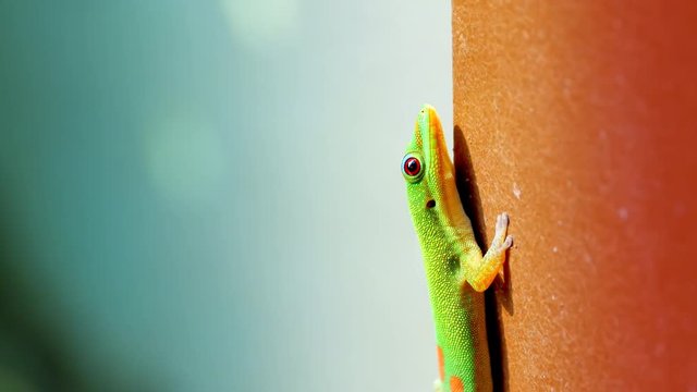 4K Green Gecko, Macro Close Up Red Eye, Tropical Wildlife Reptile Nature