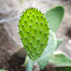 Sabra cactus green leaves