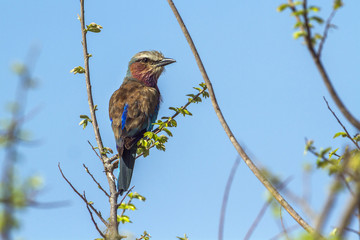 Rufous-crowned Roller in Kruger National park, South Africa