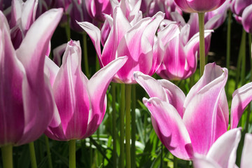 lilienblütige Tulpe (Ballade)