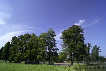 新緑の木々