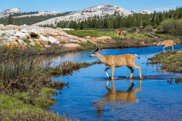 Wading deer at Tuolumne Meadows